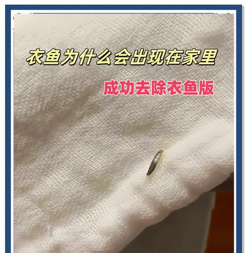 洗衣机里出现蛾蚋幼虫的原因是什么？如何彻底清除？