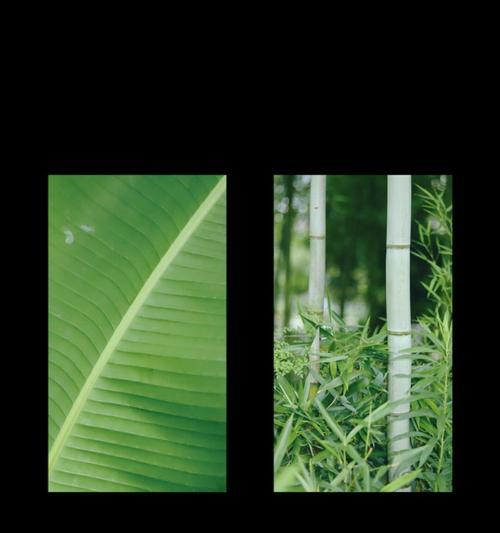 佳能静物滤镜调整技巧有哪些？如何正确使用静物滤镜？